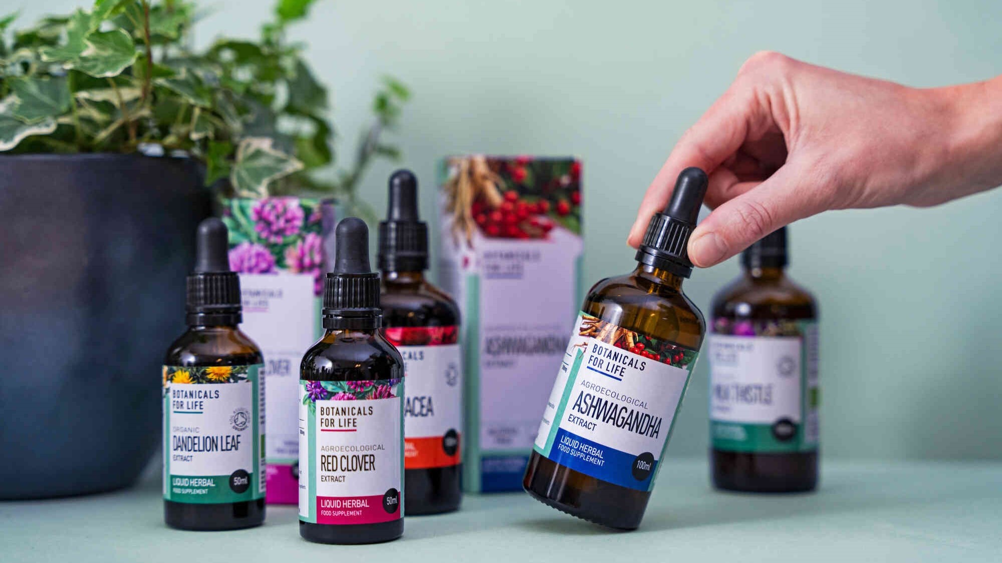 Bylinné alkohol-free extrakty Botanicals For Life v kapátkových lahvičkách, v popředí ašvagandha, v pozadí další rostlinné extrakty určené pro každodenní péči.